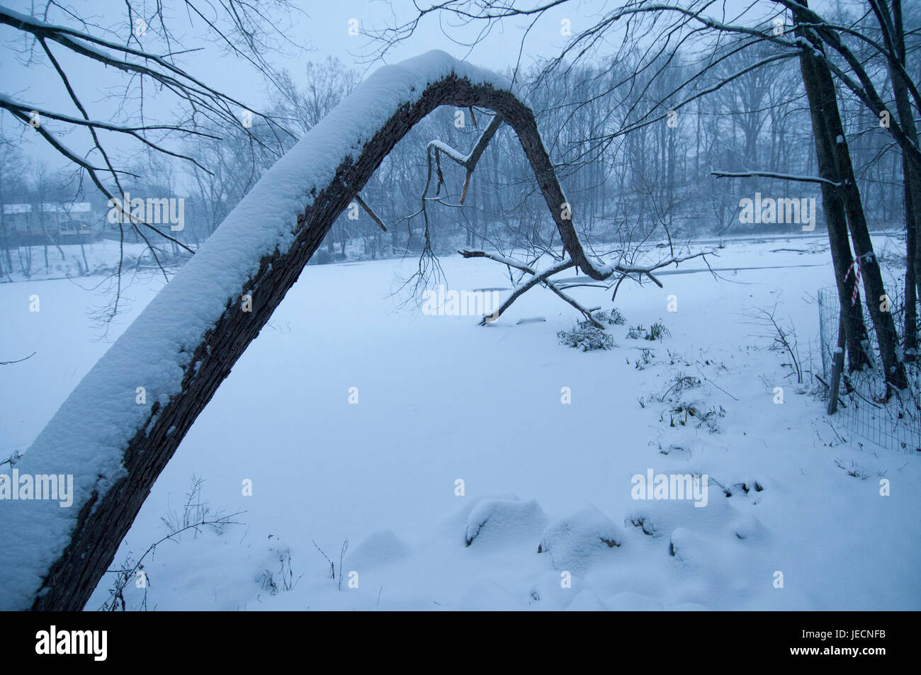 Ein Baum beugt sich über Churchhill See Süd in einem Schneesturm. Stockfoto