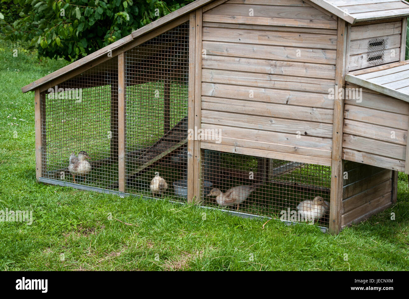 Vier neugierige Entenküken aus ihrer Feder. Stockfoto