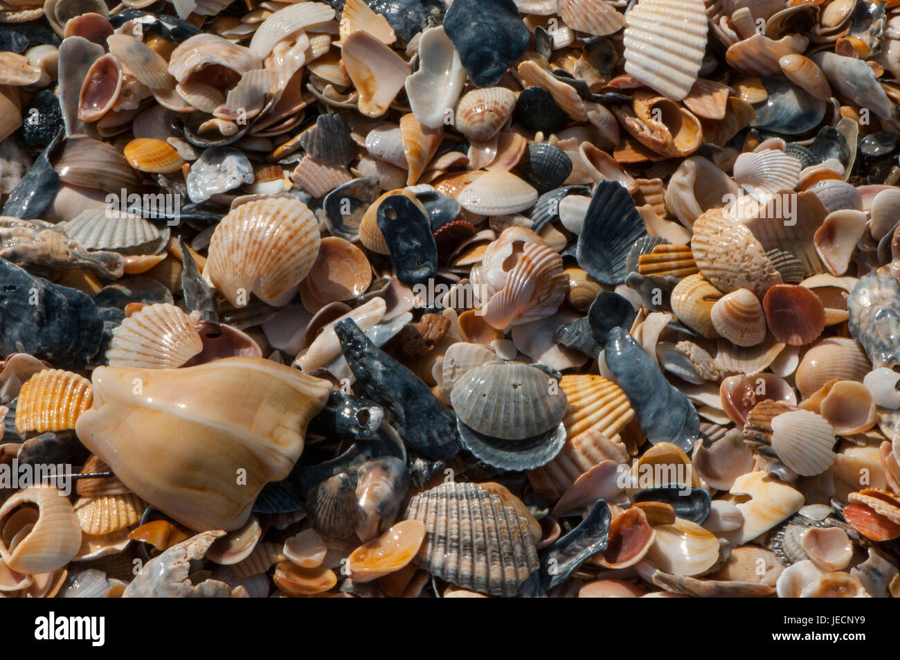 Muscheln auf Harkers Island, Shakleford Banken, North Carolina Stockfoto