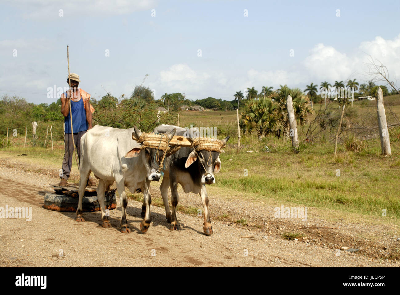 Kuba, Vinales, Kiesstrasse, Mann, der Ochse Motorrad Kombination, Karibik, Insel, Person, Kubanisch, Bauer, Schild Kappe, Holzschnitt, Tiere, Cortexes, Kühe, Ochsen, Motorrad-Kombination, Symbol, Landwirtschaft, Bereich Wirtschaft, Landwirtschaft, Stockfoto