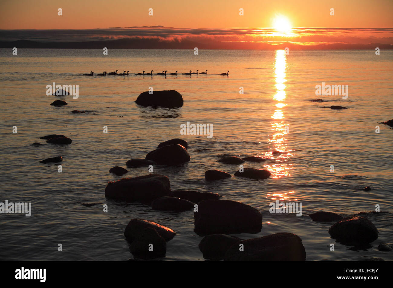 Kanada, British Columbia, Vancouver Island, Strait Of Georgia, Qualicum Beach, morgen tuning, Sonnenaufgang, Wasservögel, Silhouette, Stockfoto