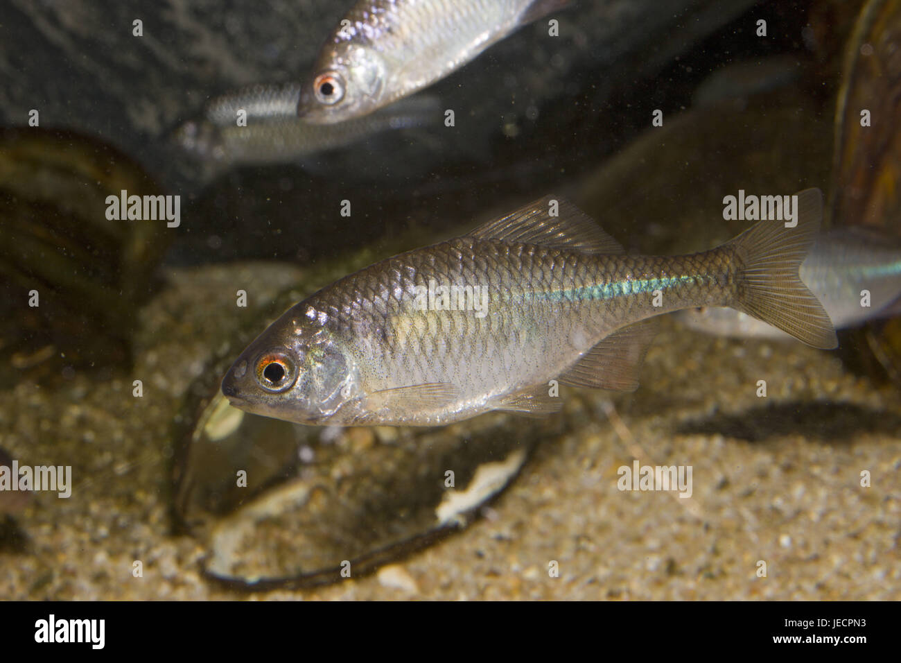 Fisch, Bitterlinge, Stockfoto