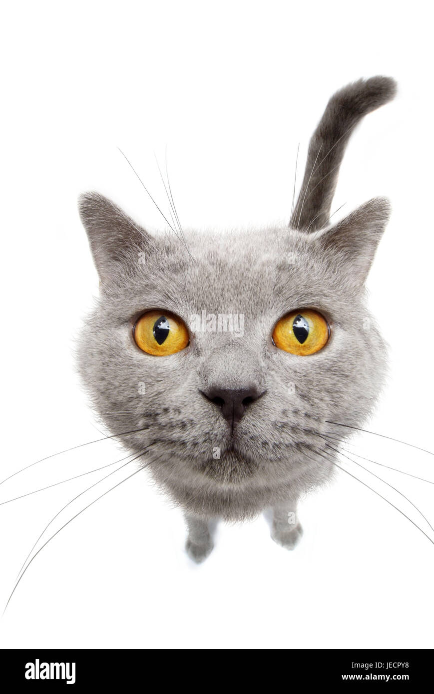 Katze Karthäuser Porträt Tier Säugetier Katze