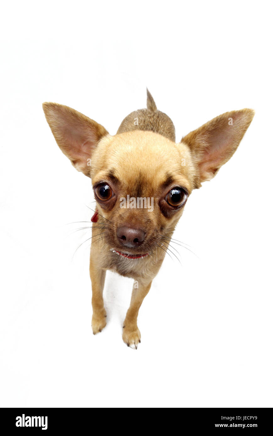 Hund, Chihuahua, Tier, Säugetier, Tier, Hund, Rassehund, Hund, Rasse, kurzhaarige, Schoßhund, kleinen Schoßhund, Aufmerksamkeit, Messestand, Studio, Freis Platte, Perspektive, Stockfoto