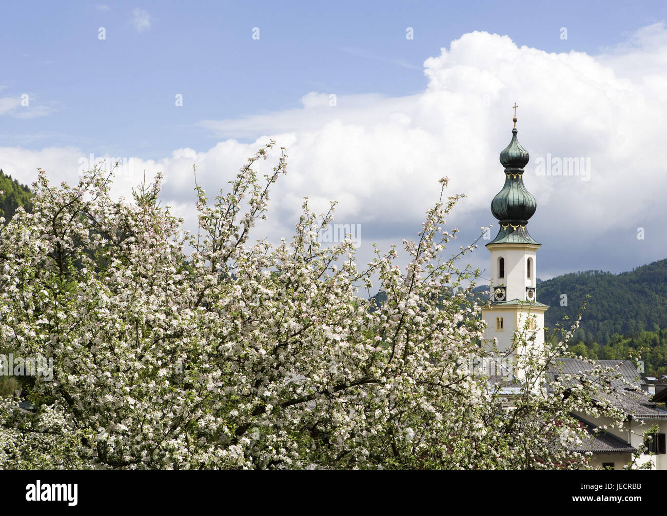 Österreich, Salzkammer Eigenschaft, St. Gilgen, Kirche, blühende Obstbäume, Stockfoto