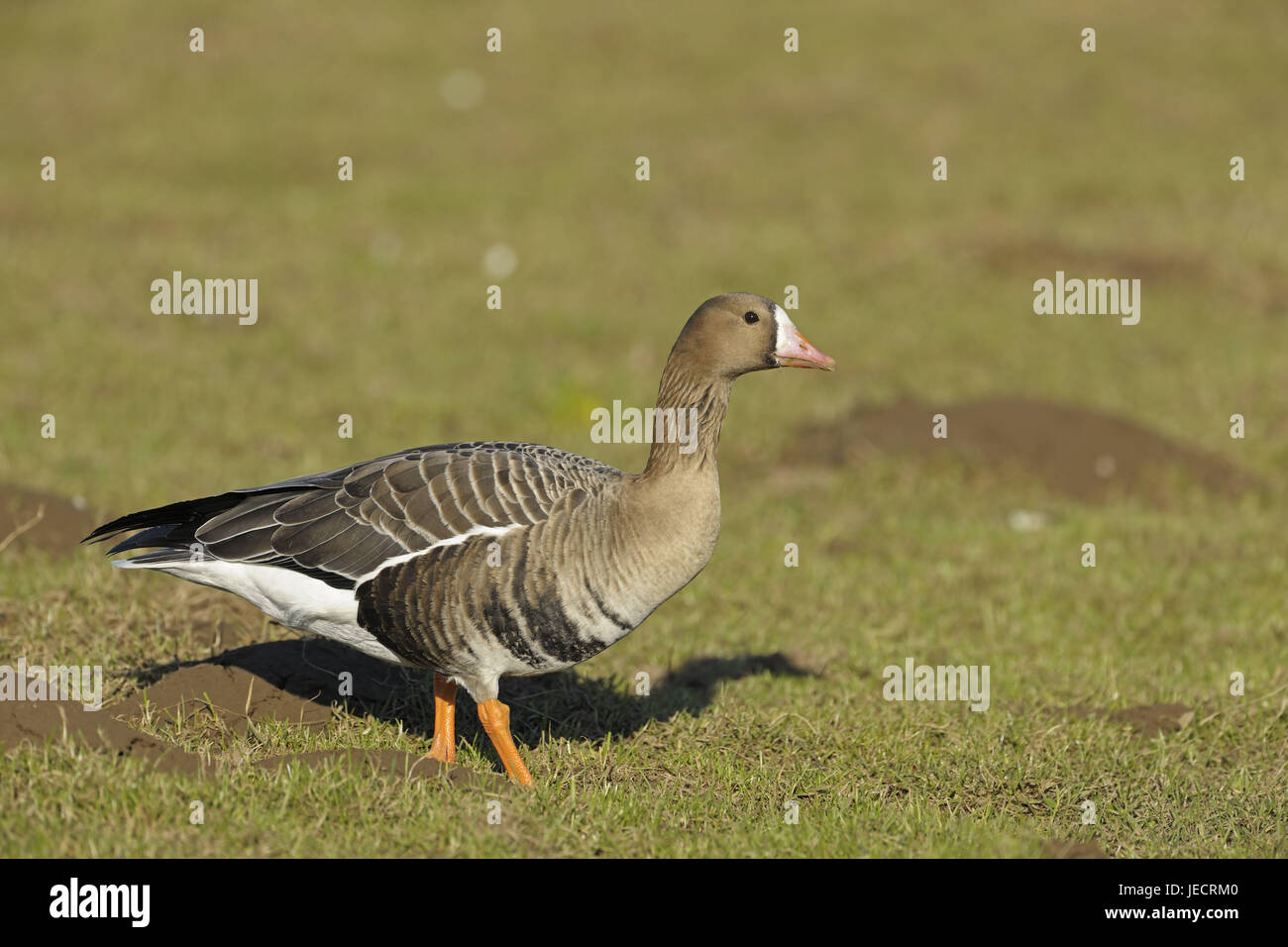 Blässgans in das Winterquartier der unteren Rhein, Deutschland, Stockfoto