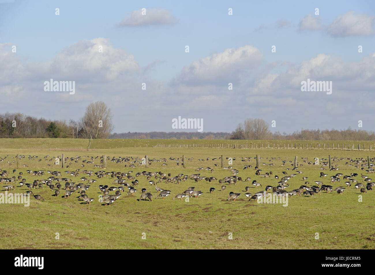 Artengruppen in das Winterquartier der unteren Rhein, Deutschland, Stockfoto