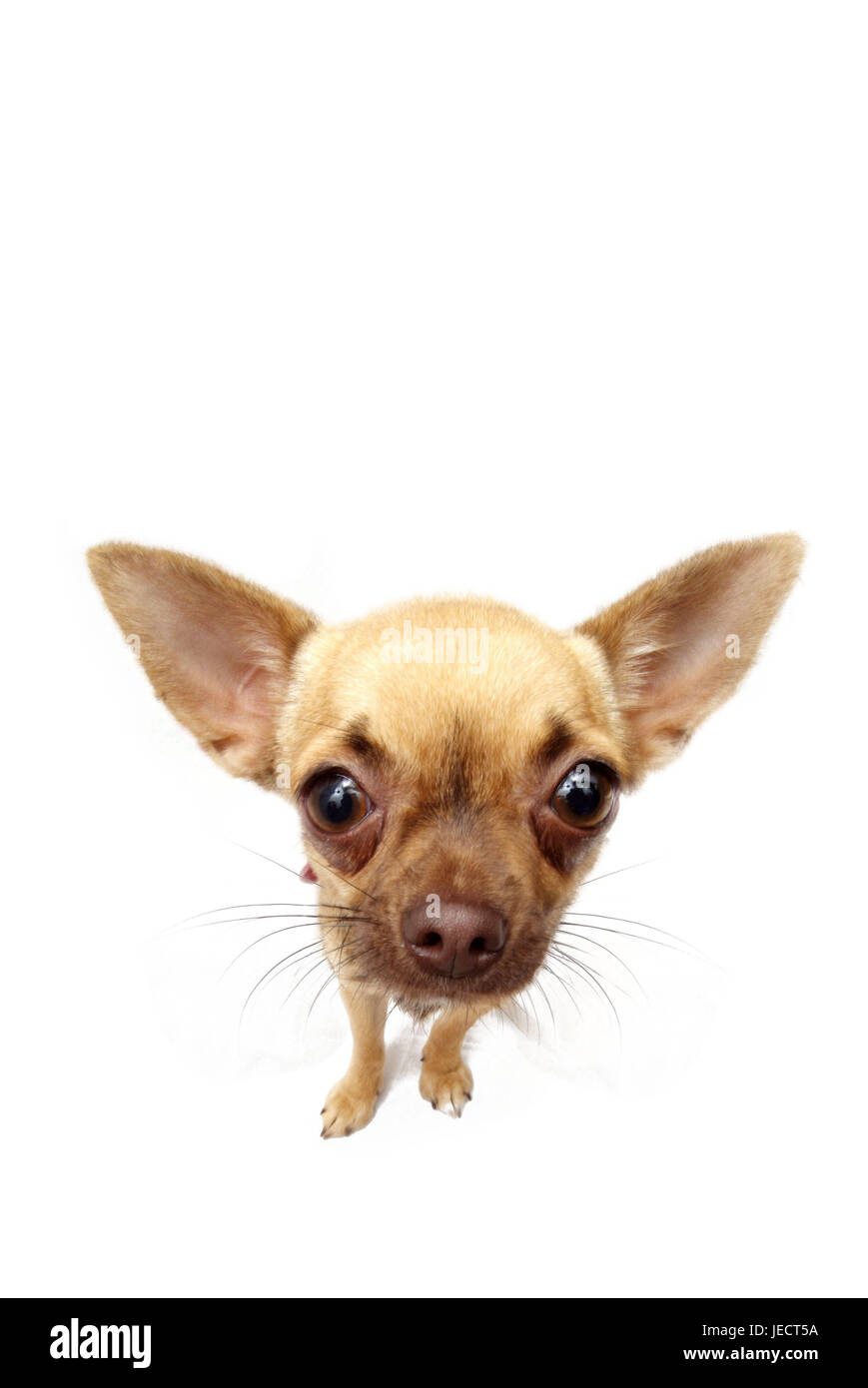 Hund, Chihuahua, Tier, Säugetier, Tier, Hund, Rassehund, Hund, Rasse, kurzhaarige, Schoßhund, kleinen Schoßhund, Aufmerksamkeit, Messestand, Studio, Freis Platte, Perspektive, Stockfoto