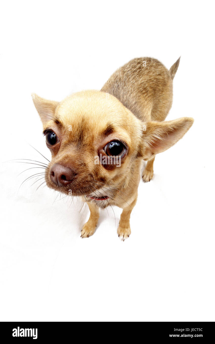 Hund, Chihuahua, Tier, Säugetier, Tier, Hund, Rassehund, Hund, Rasse, kurzhaarige, Schoßhund, kleinen Schoßhund, Aufmerksamkeit, Messestand, Studio, Freis Platte, Perspektive, Stockfoto