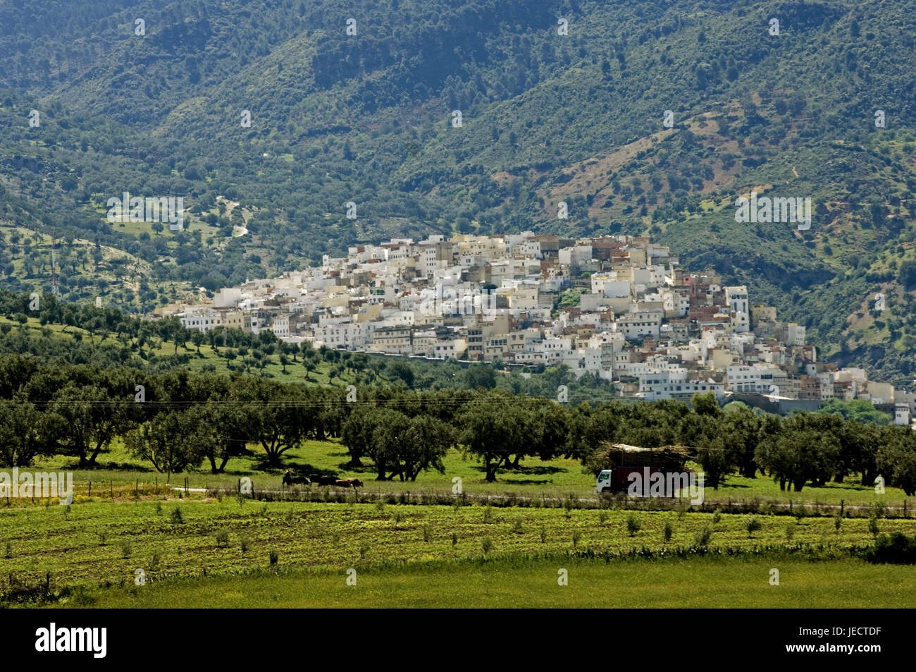 Marokko, Volubilis, lokale anzeigen, Afrika, Nordafrika, Ziel, Ort von Interesse, Ort, Landschaft, Felder, Bäume, LKW, Stockfoto