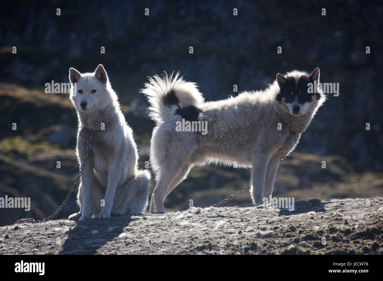 Grönland, Sisimiut, Schlittenhunde, Huskys, zwei, Westgrönland, Felsen, Tiere, Hunde, profitieren Tiere, Catenas, angekettet, sonnig, draußen, menschenleer, halten von Haustieren, Stockfoto