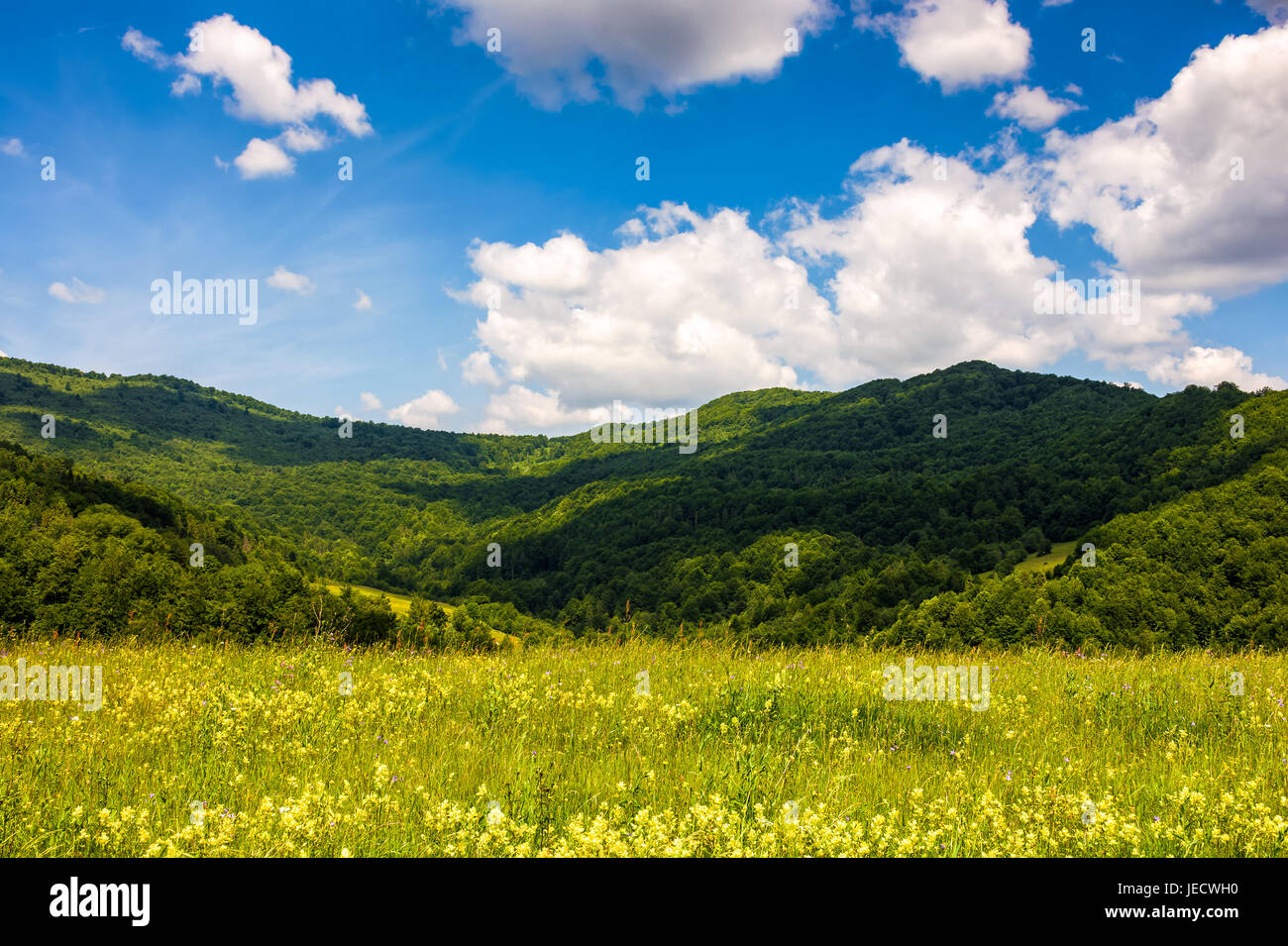 Feld mit Wildkräutern im Sommer. Berglandschaft bei schönem Wetter mit blauem Himmel und geschwollene Wolken Stockfoto