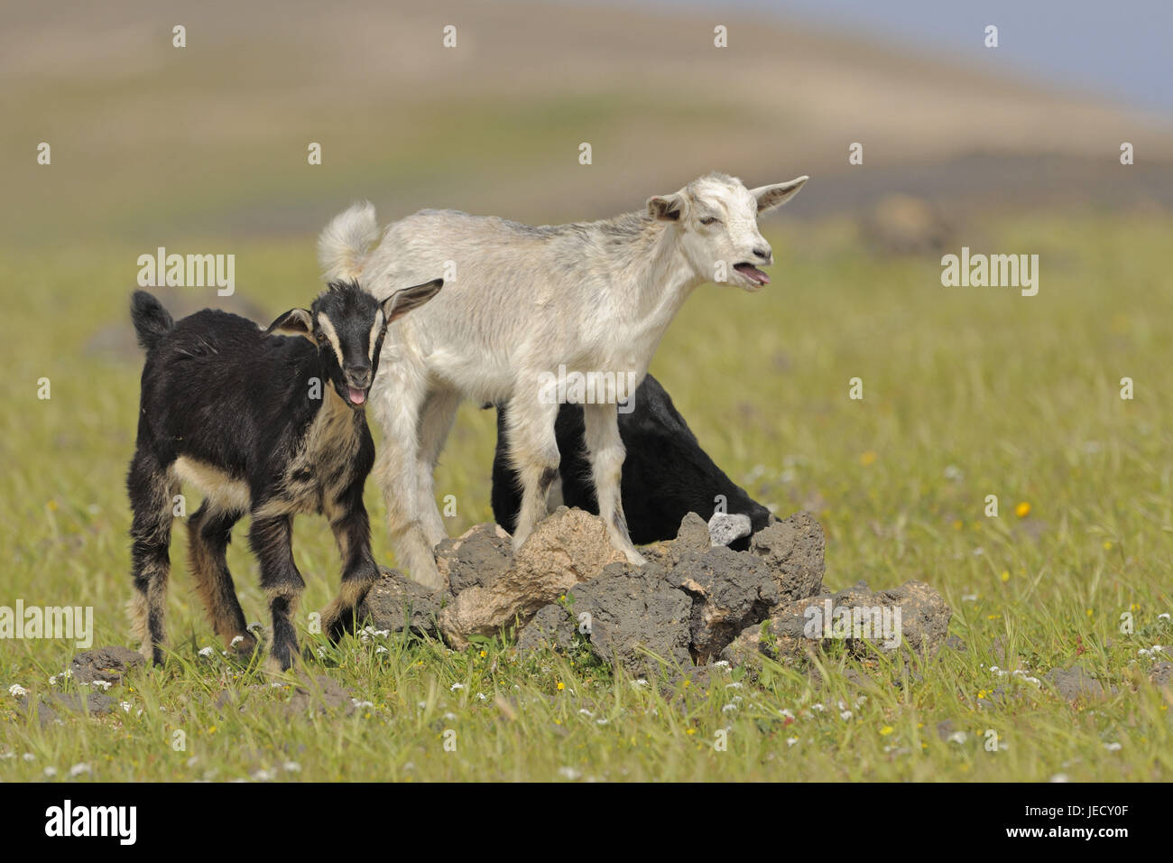 Young-Lanzarote Ziegen, halb Wüste von "El Jable", Lanzarote, Spanien Stockfoto