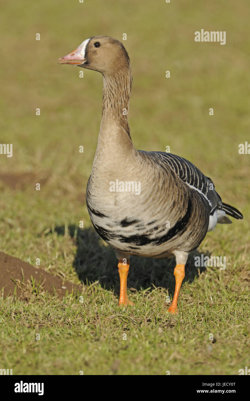 Blässgans in das Winterquartier der unteren Rhein, Deutschland, Stockfoto