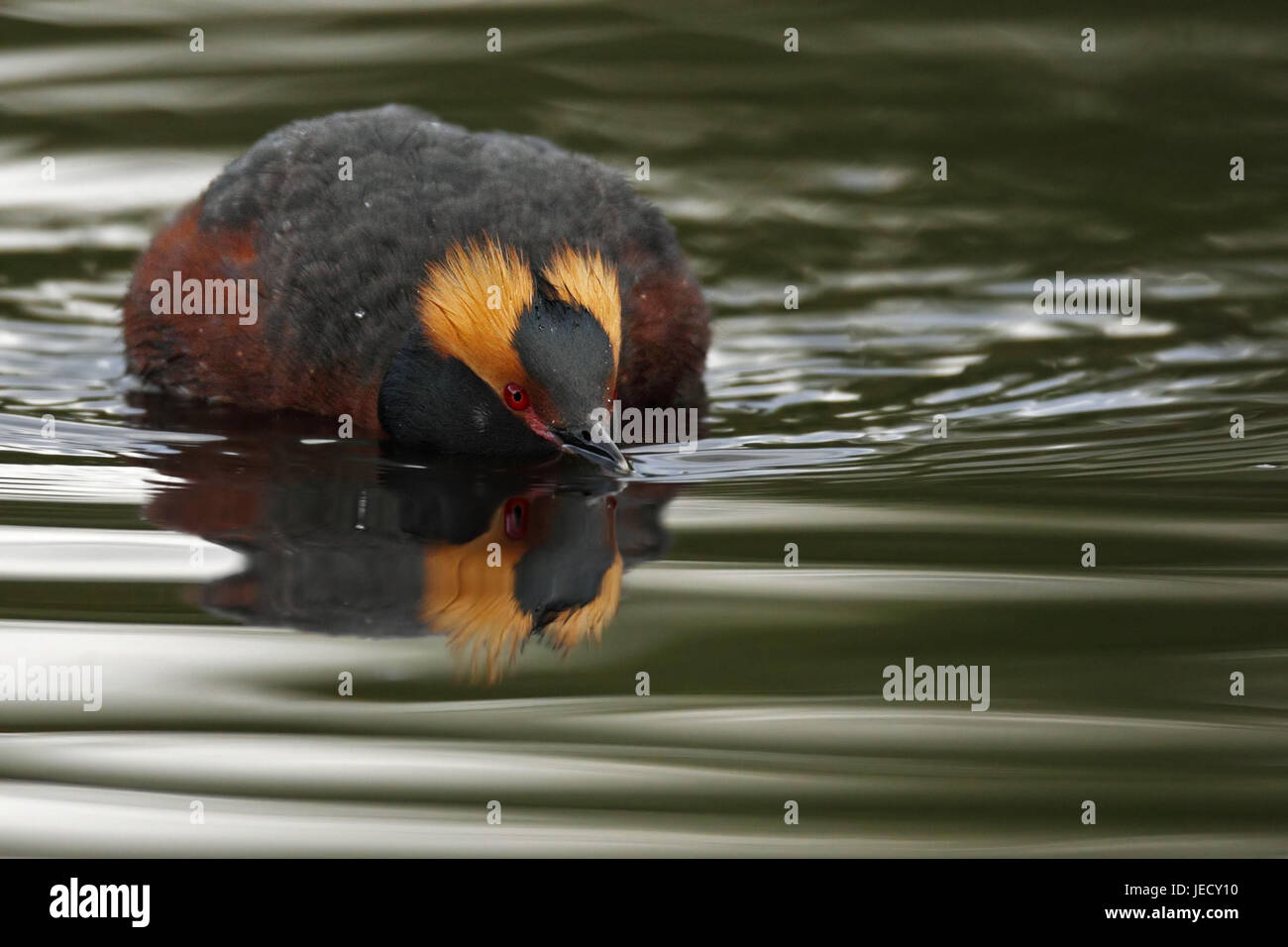 Ohr-Taucher im Wasser, Schwede, Stockfoto