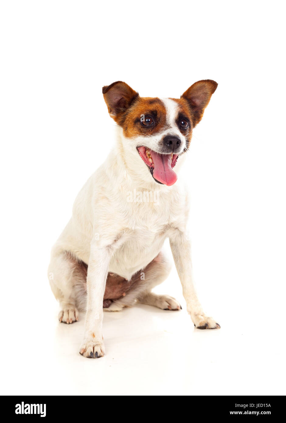 Schöner kleiner Hund isoliert auf weißem Hintergrund Stockfoto