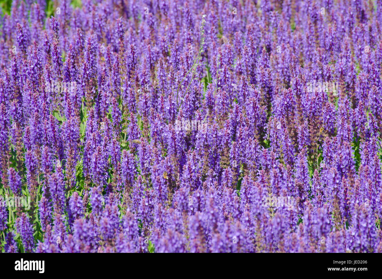 Masse von lila Salvia Stockfoto