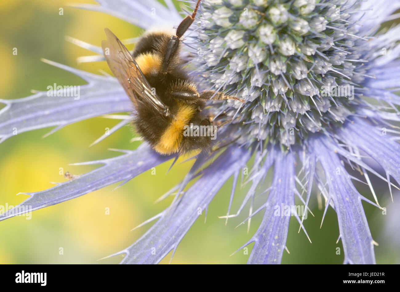 Meer-Holly mit großen Hummel in Nahaufnahme Stockfoto