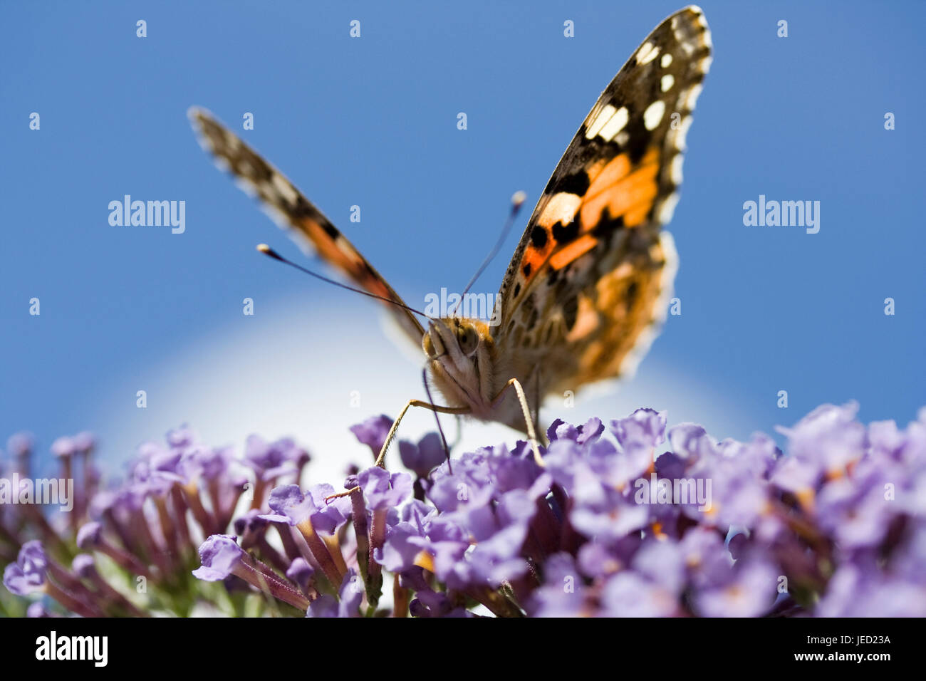 Distelfalter Schmetterling (Vanessa Cardui) auf Sommerflieder davidii Stockfoto