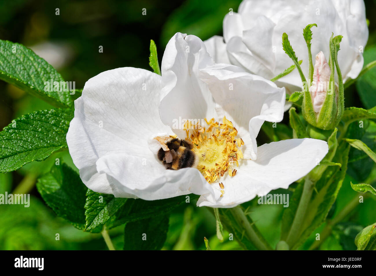 White-tailed Bumblebee sammeln Pollen von den Staubfäden einer weißen rambling rose Stockfoto