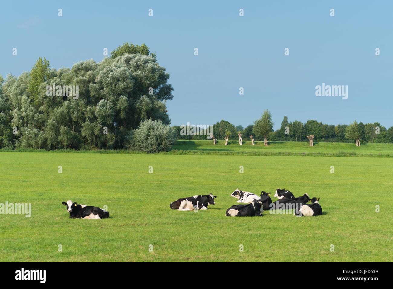 Friesisch-Holstein Kühen auf einer niederländischen Wiese Stockfoto