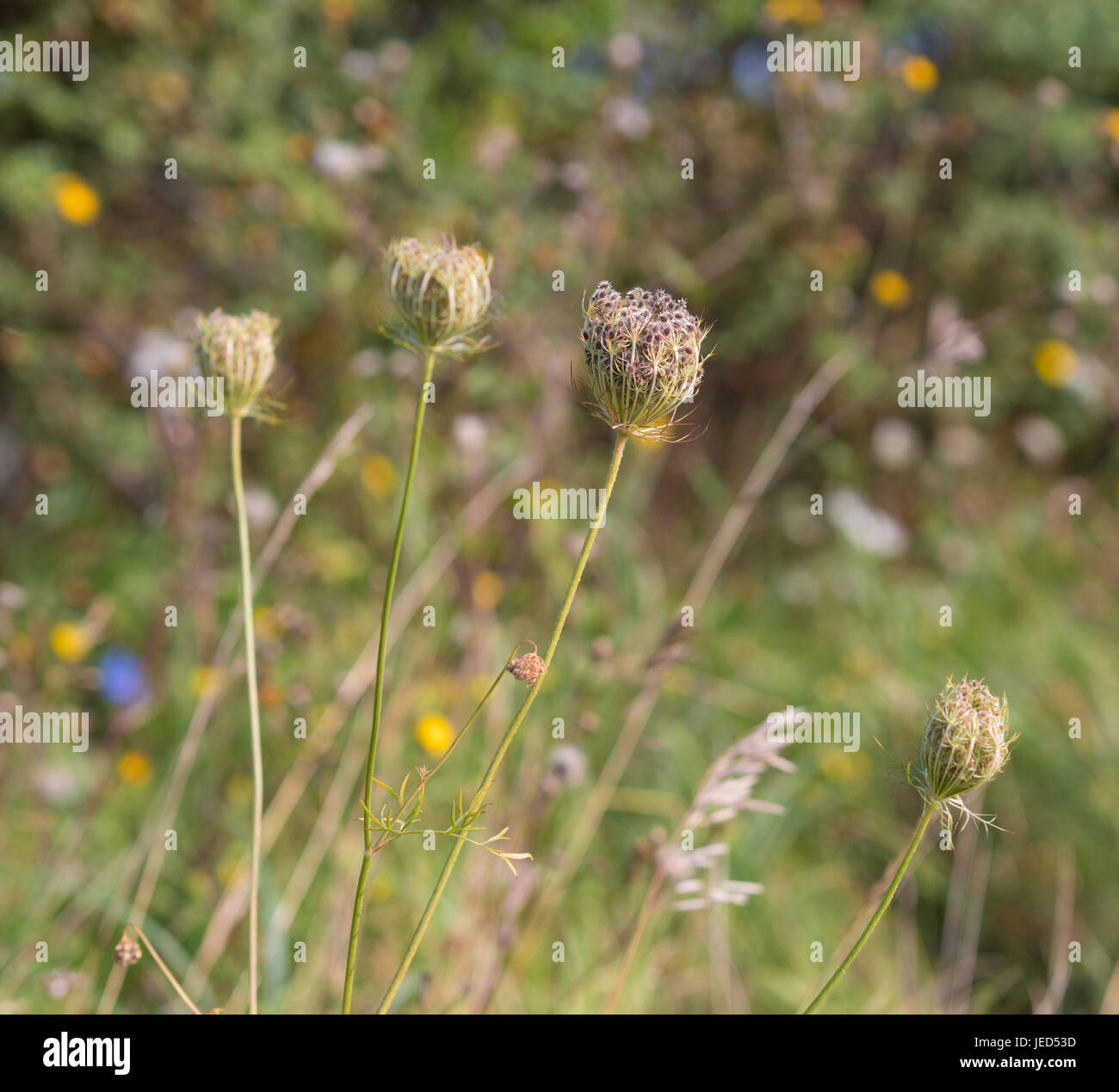 Knospe einer Blume mit Hunderten von klebrigen Samen Stockfoto