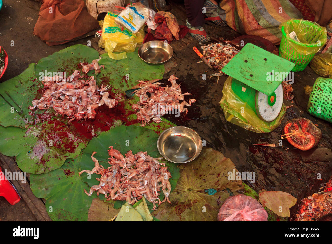 Dunkelhäutigen Frösche mit Beinen für einen Bangkok-Markt - chinesische essbare Frösche, genannt auch ostasiatische Stockfoto