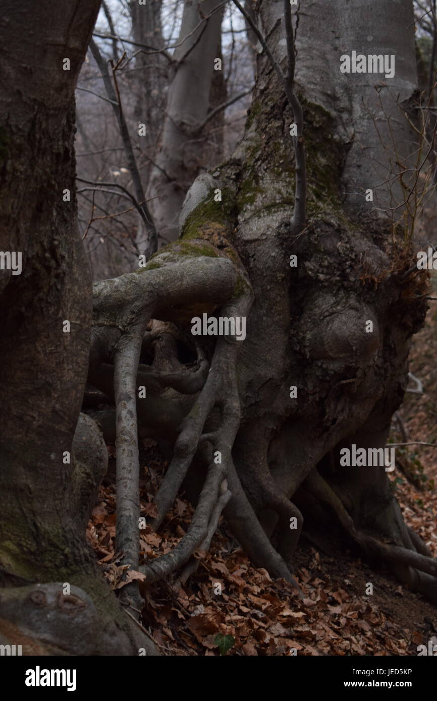 Stellen in der Wurzel Stockfoto
