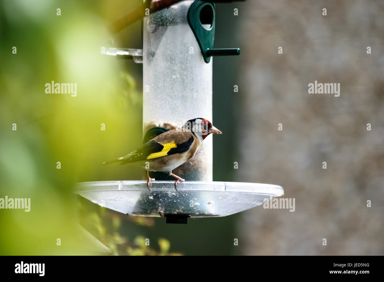 Stieglitz (Zuchtjahr-Zuchtjahr) auf Bird Feeder Stockfoto