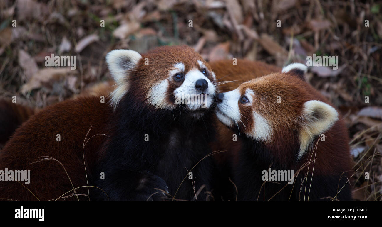 Pandababys rot/weniger spielen Stockfoto