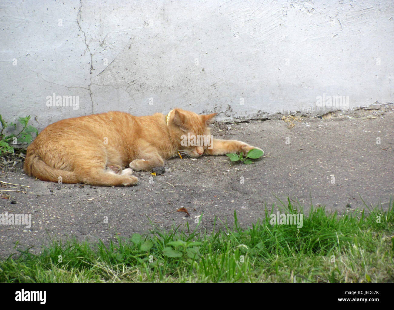 Rote Katze schläft auf dem Bürgersteig Stockfoto