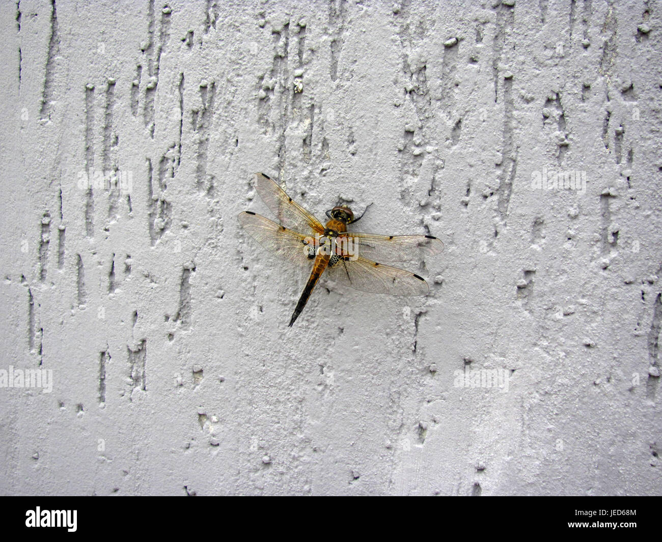 Libelle-close-up auf einem grauen Hintergrund Stockfoto