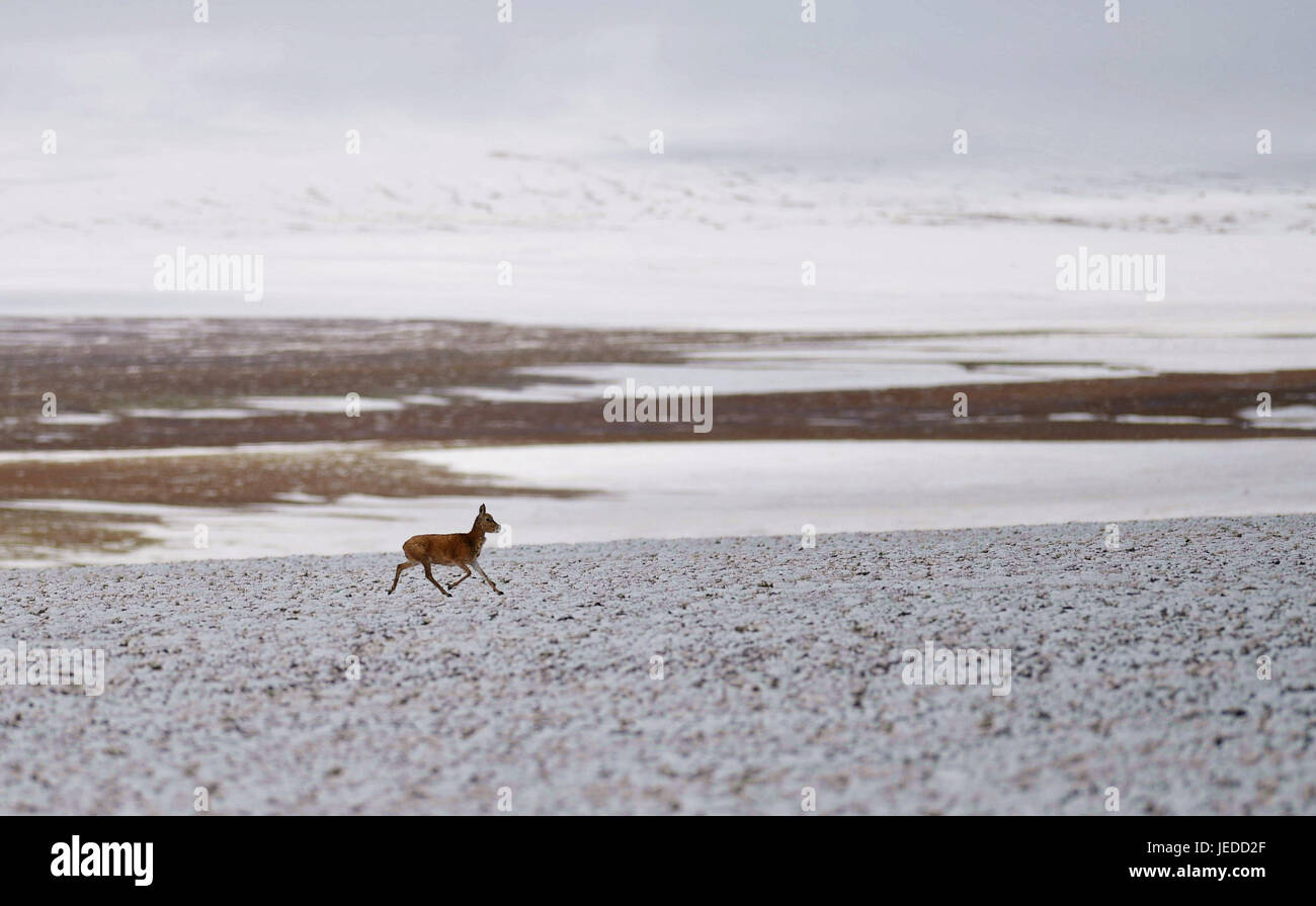 (170624)--NAGQU, 24. Juni 2017 (Xinhua)--A tibetische Gazelle Cub bei Anduo County im Qiangtang Nature Reserve, Südwest-China Tibet autonome Region, 23. Juni 2017 läuft. Wissenschaftler führten eine umfassende wissenschaftliche Expedition auf dem Qinghai-Tibet-Plateau.  (Xinhua/Jigme Dorje) (Ry) Stockfoto