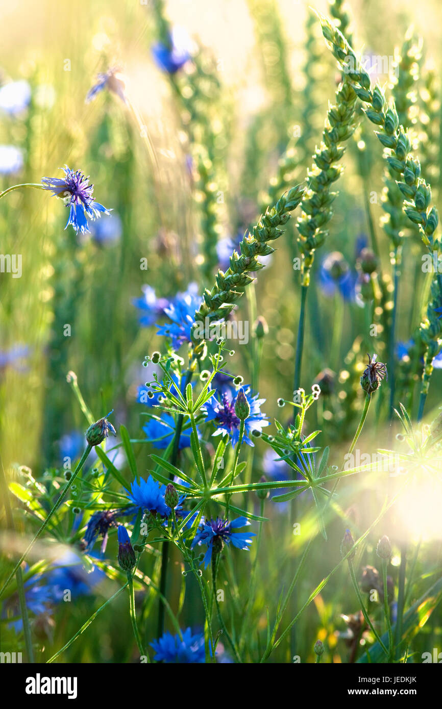 Bereich der Weizen und Kornblumen im Sommer Stockfoto