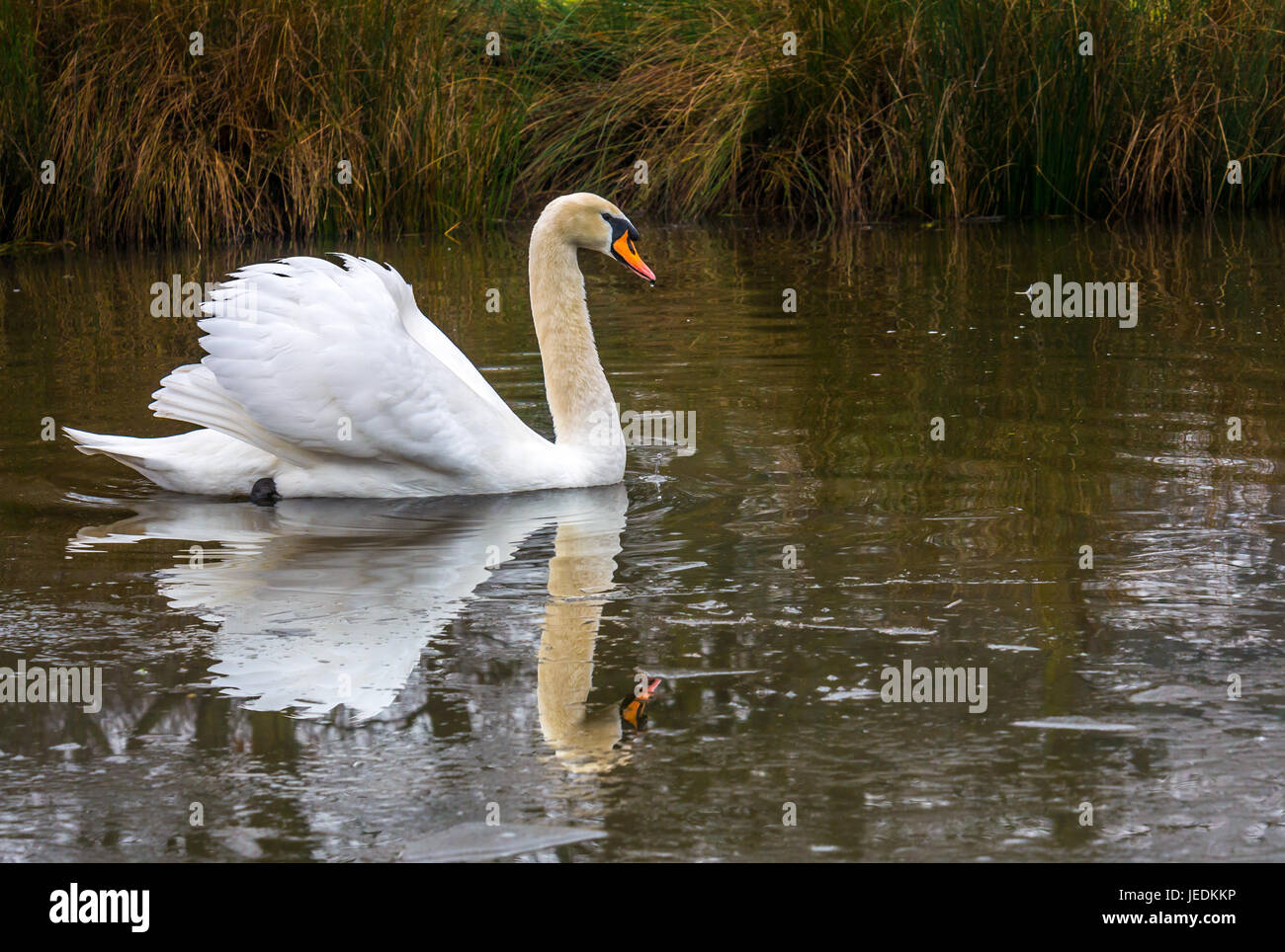 Schwan schwimmend in eisigen Teich, England, Großbritannien mit Reflexion in Eis und Wasser Stockfoto