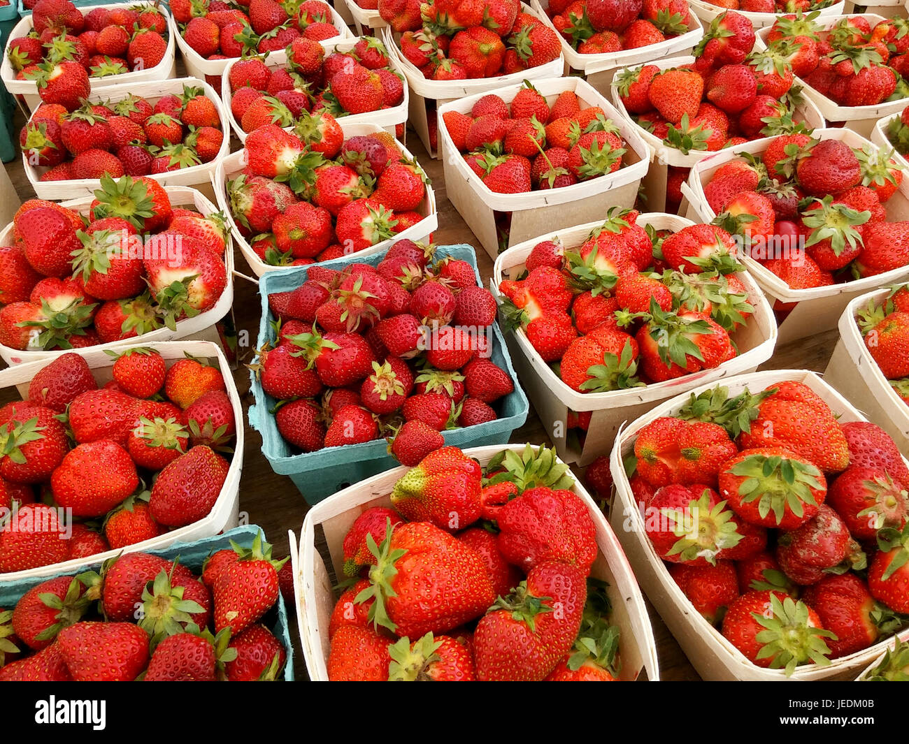 Lokalen Erdbeeren zum Verkauf an einen Bauern Stand in der Union Square  Greenmarket in New York auf Mittwoch, 14. Juni 2017. Wegen des feuchten  Wetters gefolgt von Sonne ist die Süße der