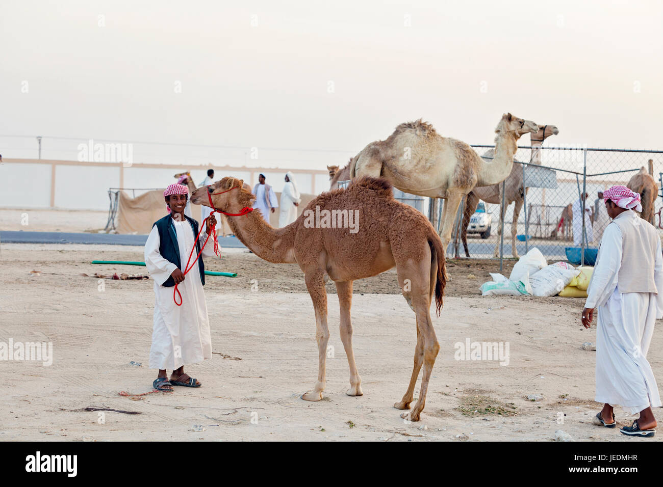 Auf dem Kamel Rennstrecke Al Shahaniyya, Saudi-Arabien Stockfoto