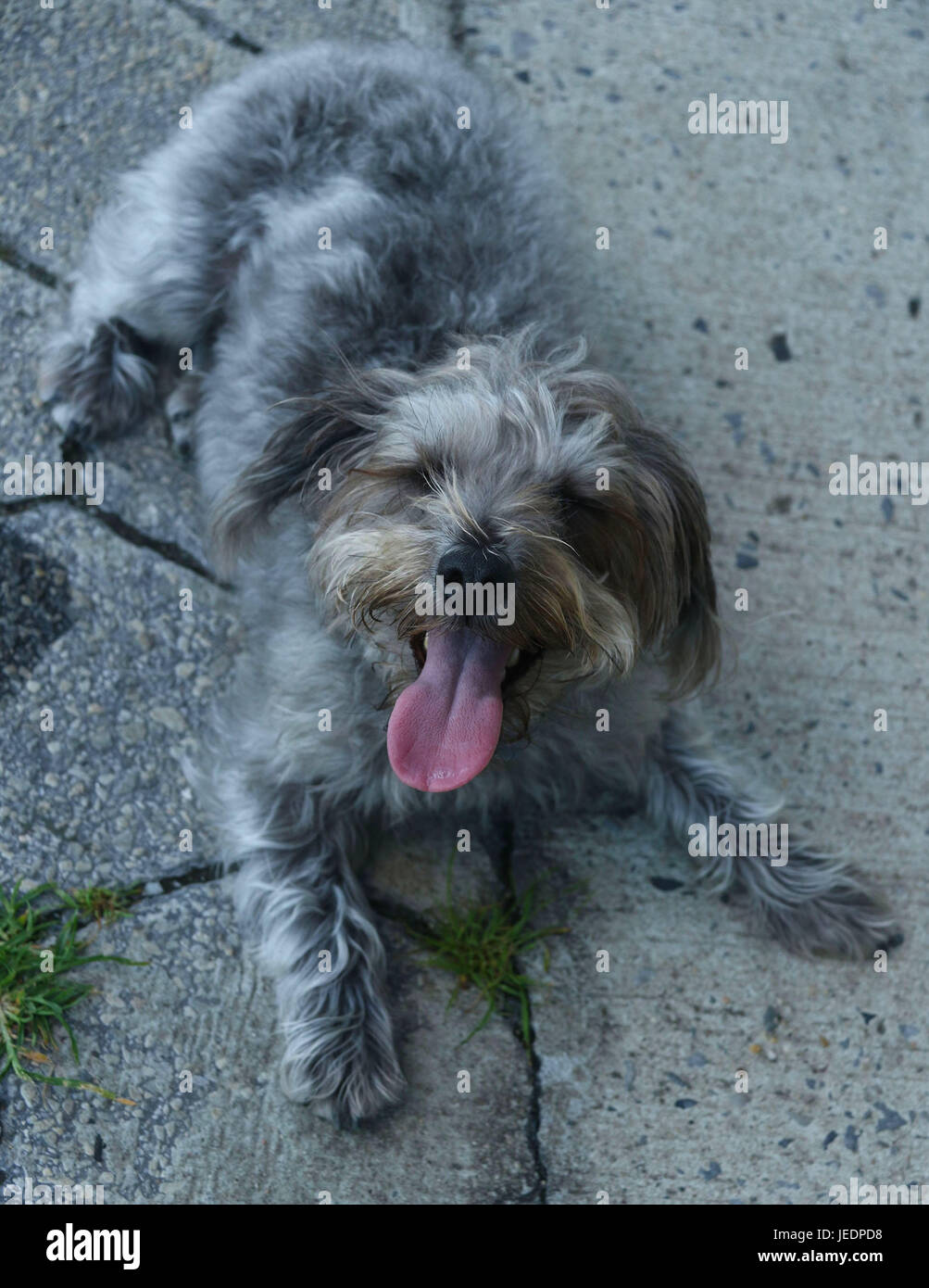 Graue Pudel mit Zunge heraus Mischungen im Bürgersteig Stockfoto