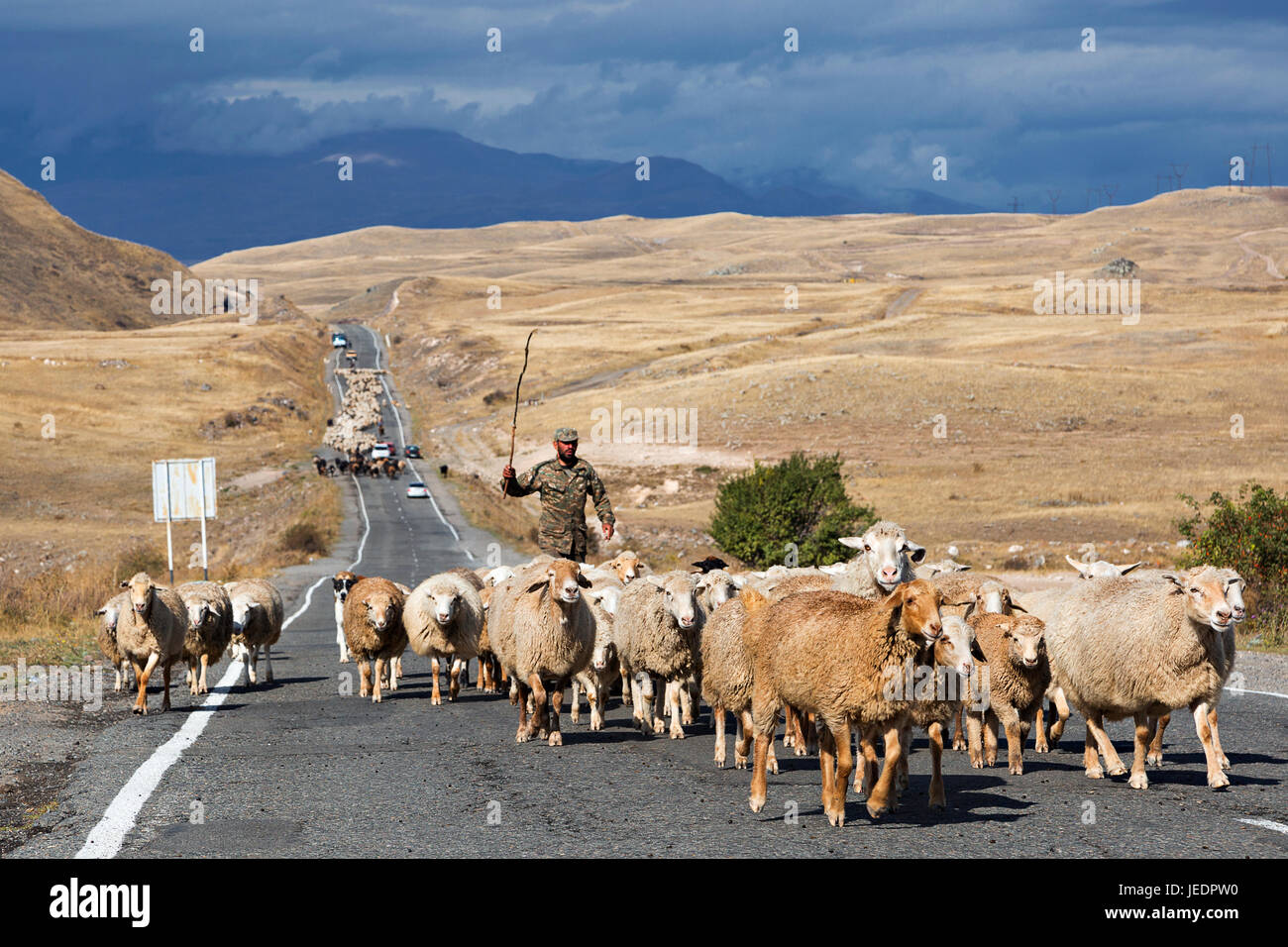 Hirten und Herde von Schafen auf der Straße, Armenien. Stockfoto
