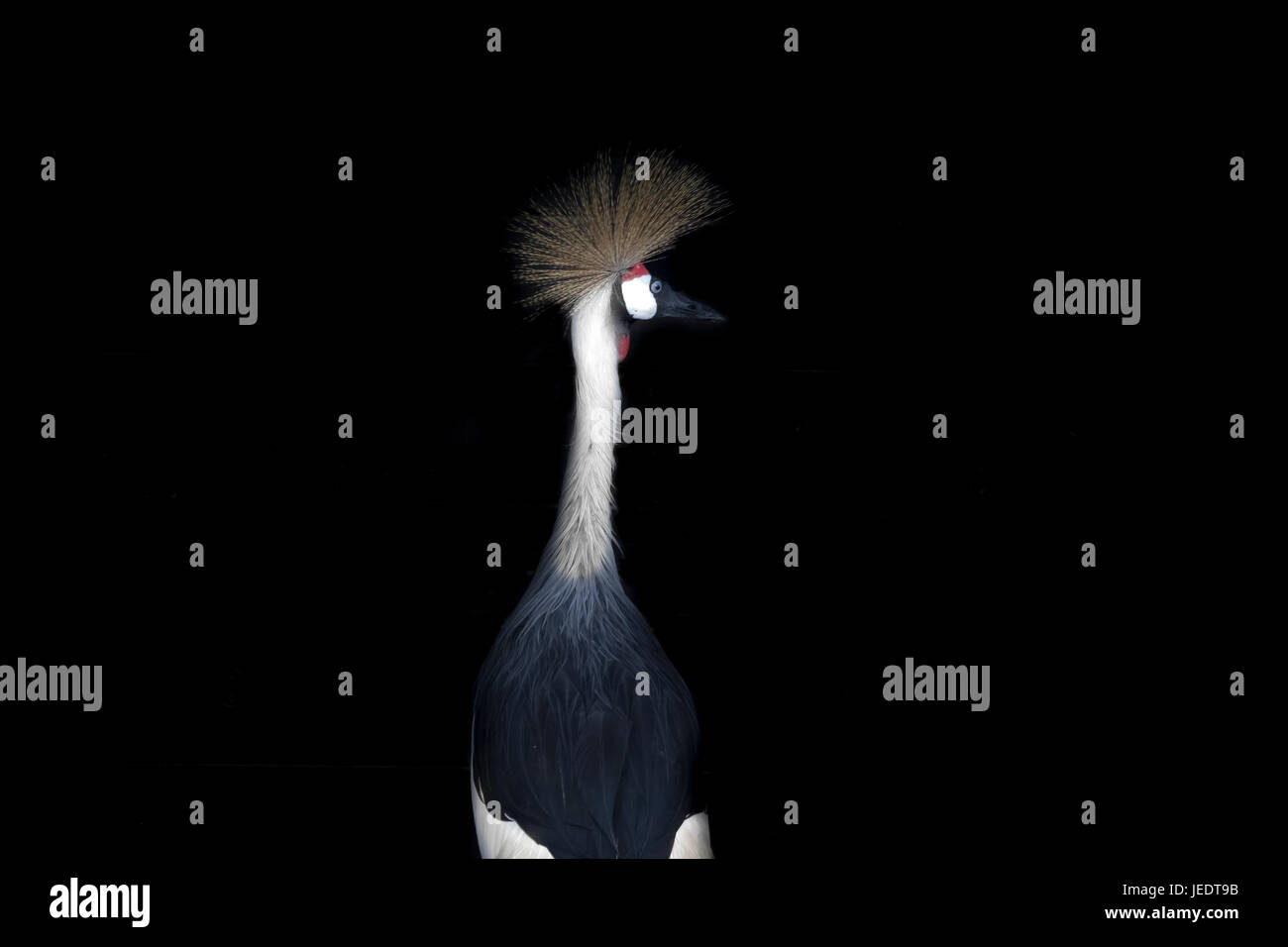 Grey gekrönt Kran vor schwarzem Hintergrund Stockfoto