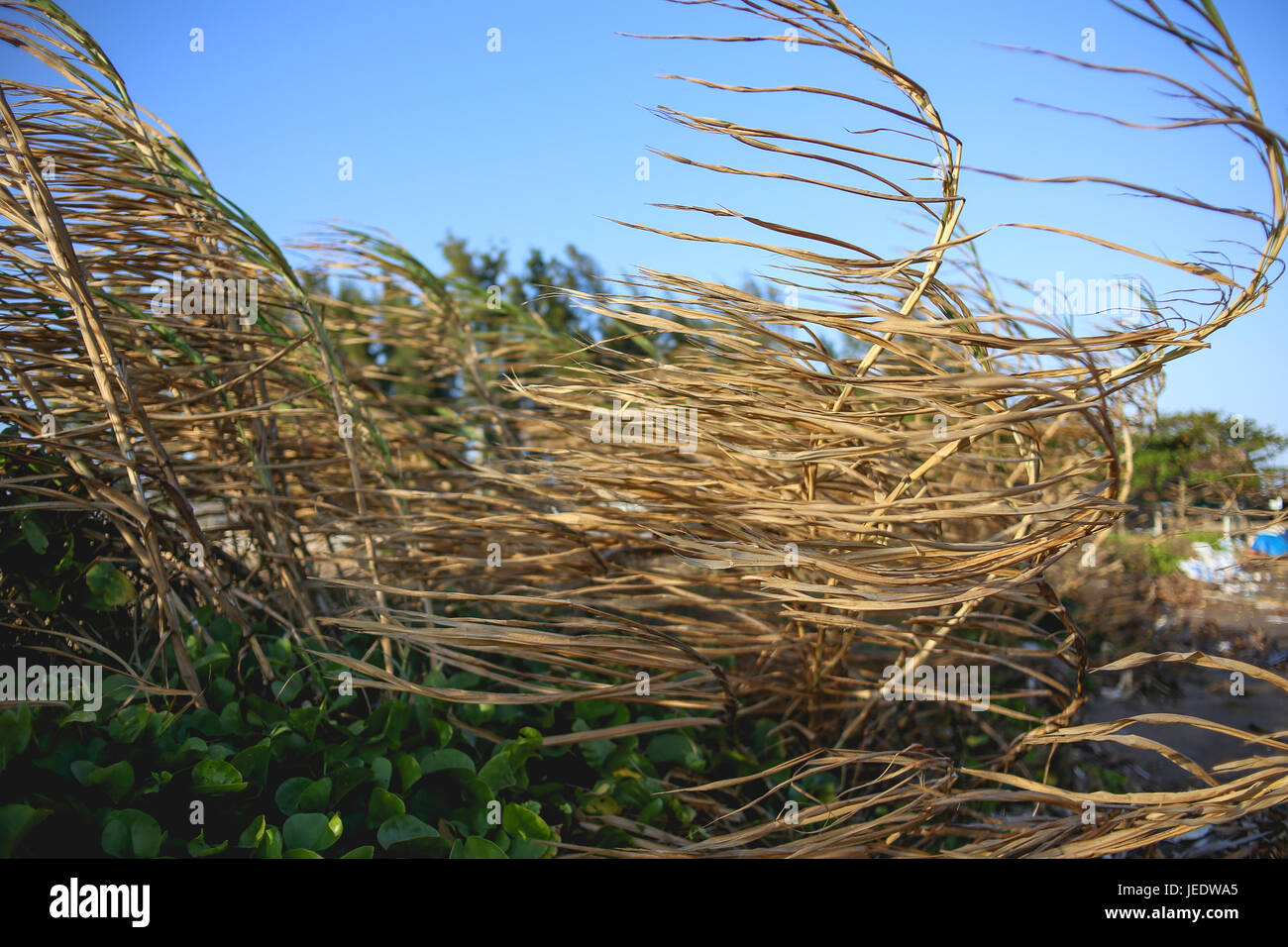 Tote Rasen getrocknet Rasen in den Wind zu gehen Cong Beach Tan Thanh Tien Giang Viet nam Stockfoto