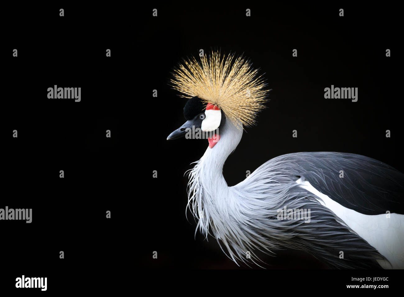 Grey gekrönt Kran vor schwarzem Hintergrund Stockfoto