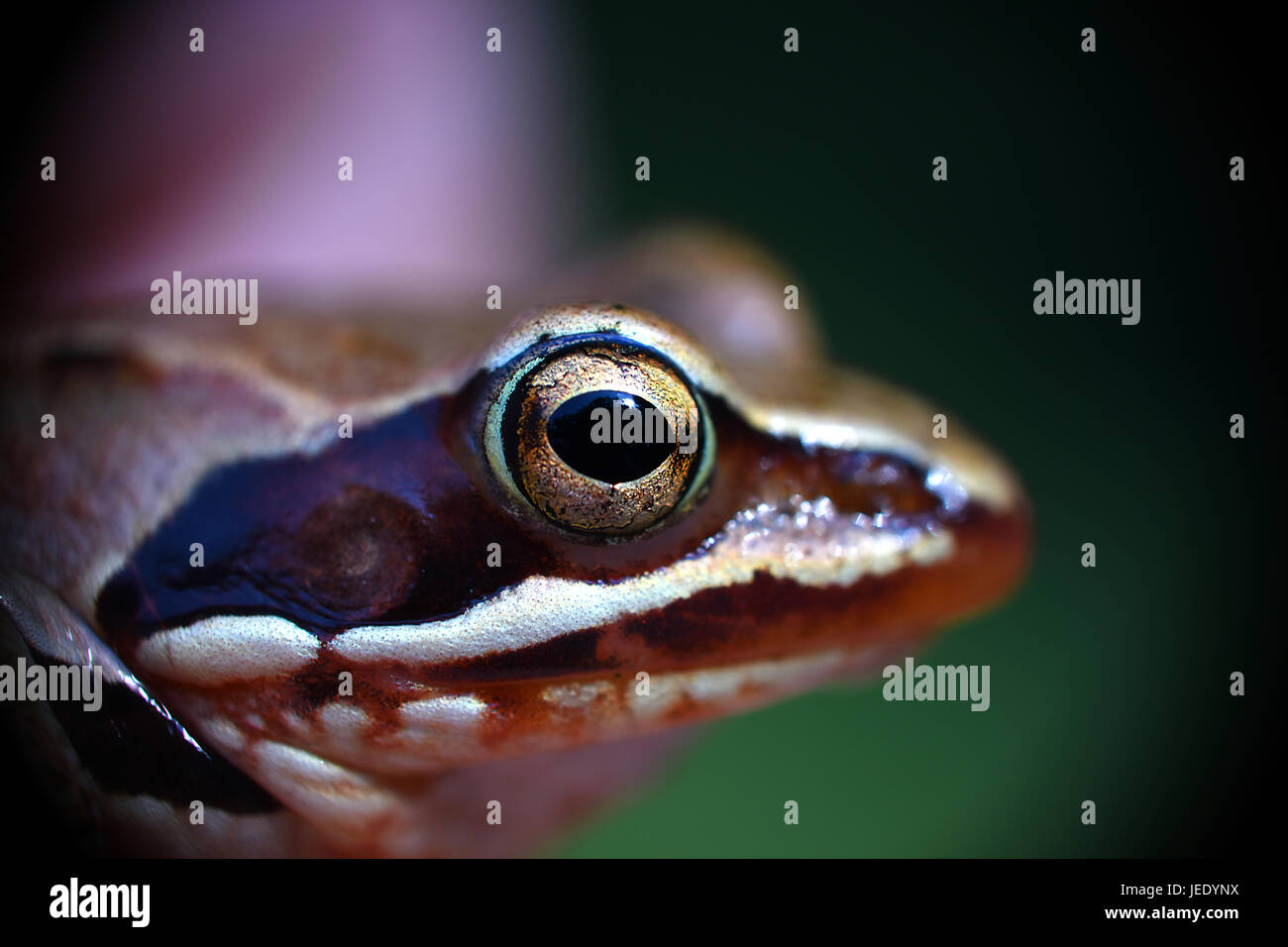 Frosch-Auge Stockfoto