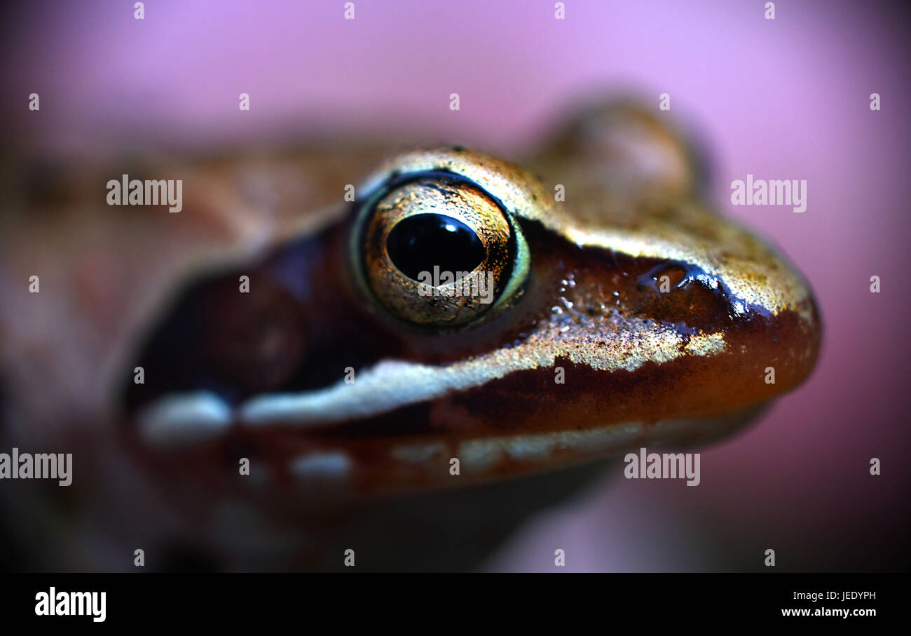 Frosch-Auge Stockfoto