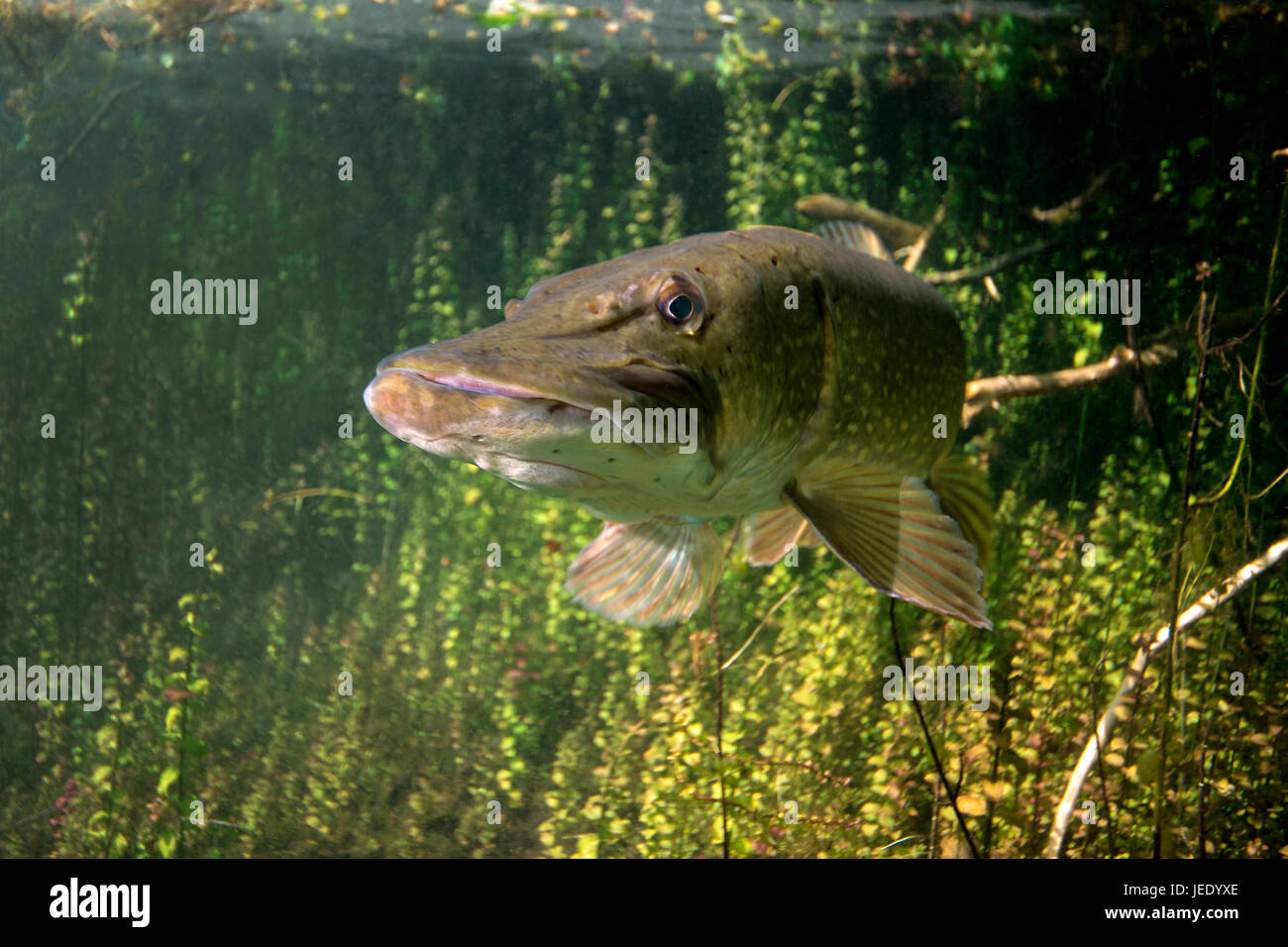 Hecht im flachwasser Fotos und Bildmaterial in hoher Auflösung Alamy