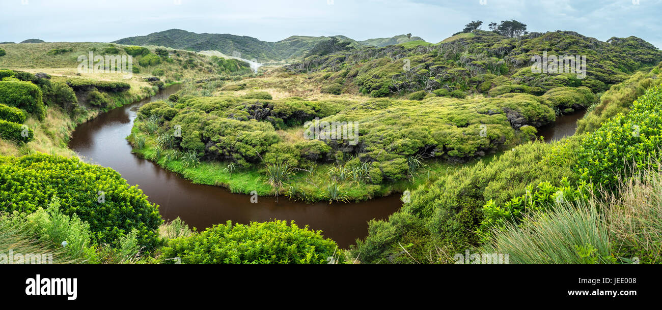 Neuseeland, Südinsel, Tasman, verzogene Kanuka und Manuka Bäume am Wharariki Beach Walk Stockfoto