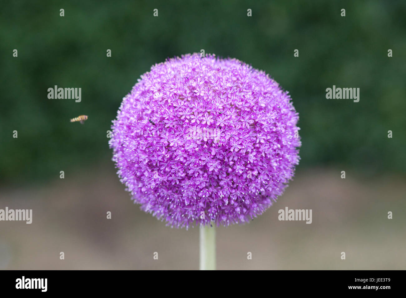 Allium-Botschafter in einem Garten blühen Stockfoto