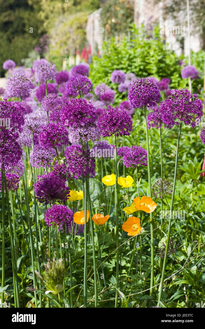 Purple Sensation, Allium Hollandicum im Garten wächst Stockfoto