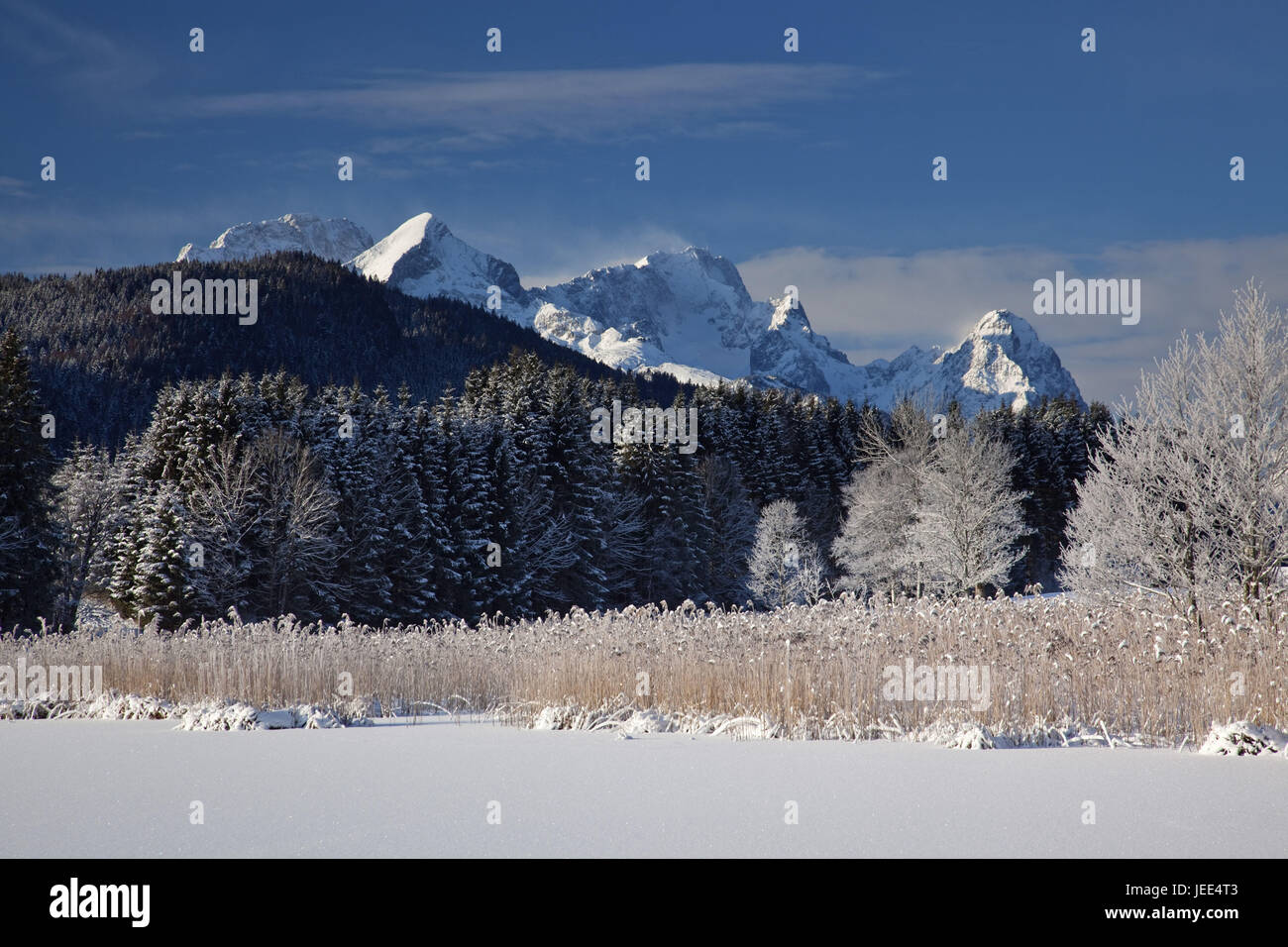 Reed in der Geroldsee mit Wettersteingebirge, Gerold, Garmisch-Partenkirchen, Oberbayern, Bayern, Süddeutschland, Deutschland, Europa, Stockfoto