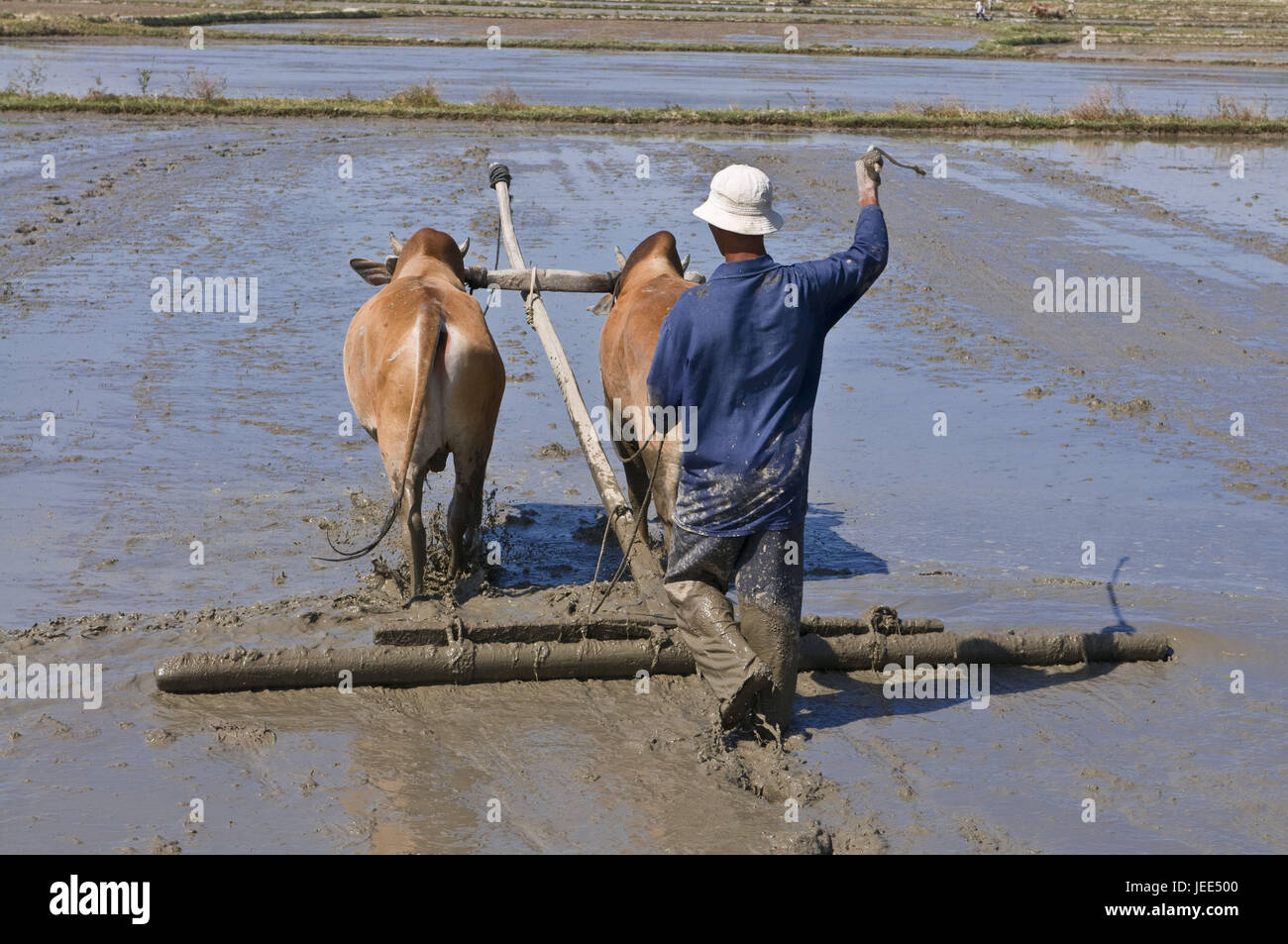 Bauer mit der Arbeit in den Bereichen mit Ochsen zwischen Nha Trang und Mue, Vietnam, Stockfoto